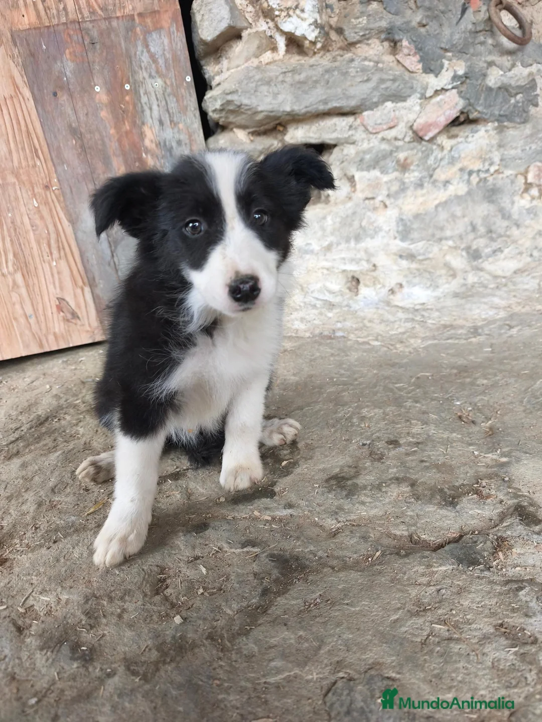 Border Collie perros en venta: Cachorros border collie varios colores! - Anuncio 7