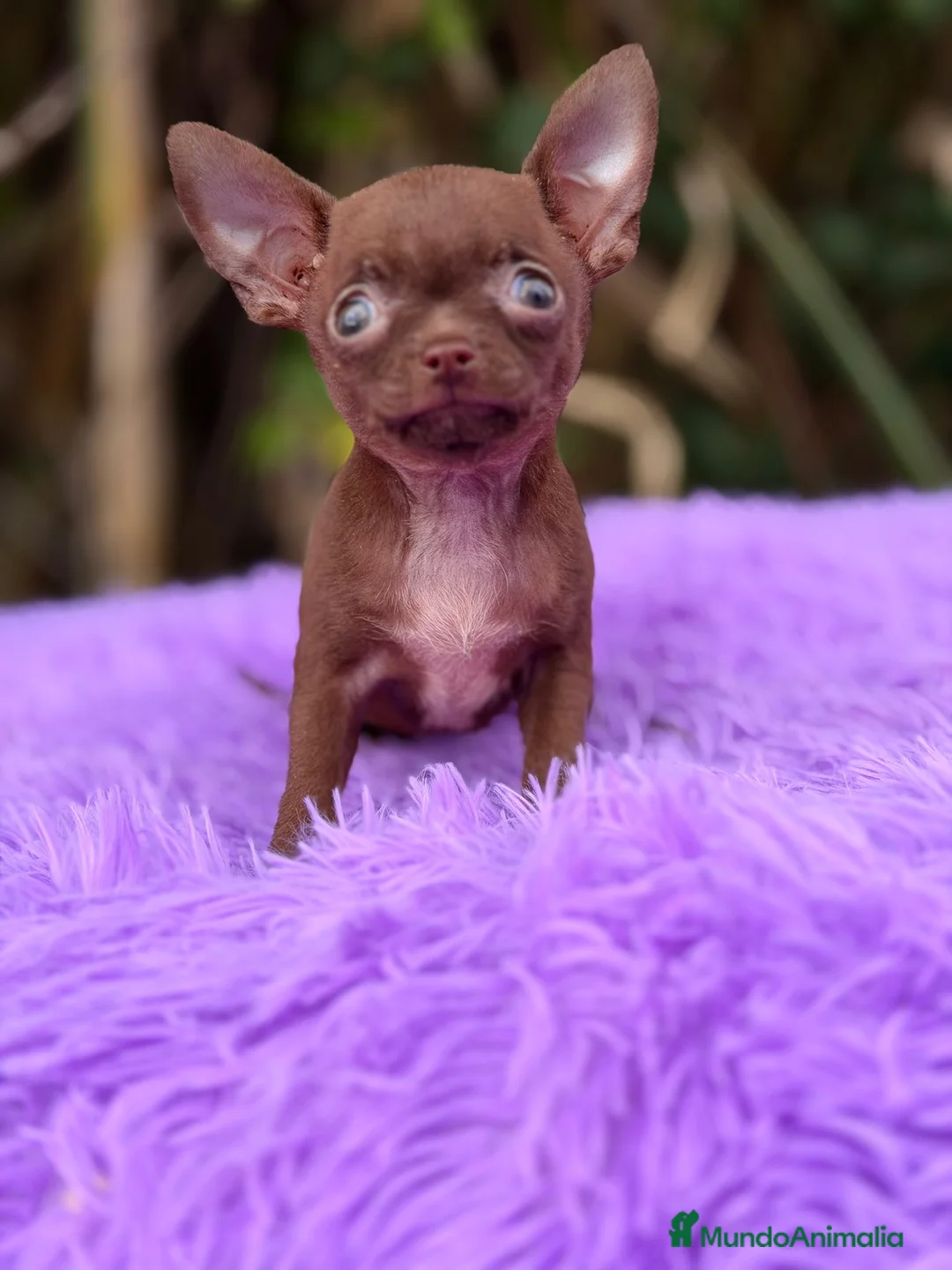 Chihuahua perros en venta: Chihuahua chocolate  - Anuncio 4