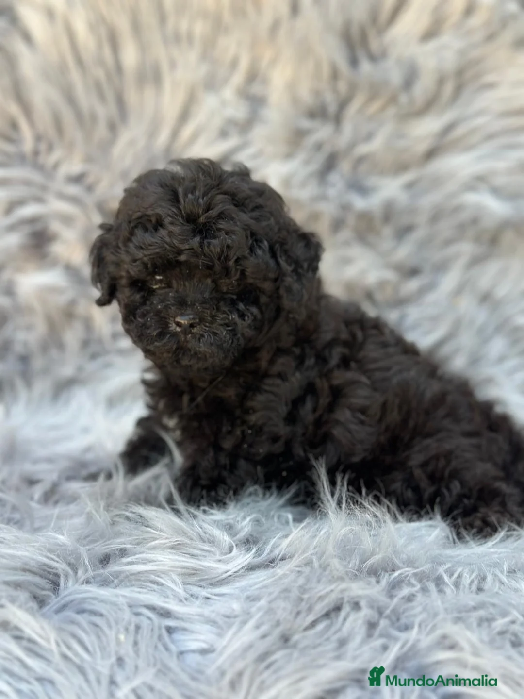 Caniche Toy perros en venta: Caniche  toy negro macho  - Anuncio 2