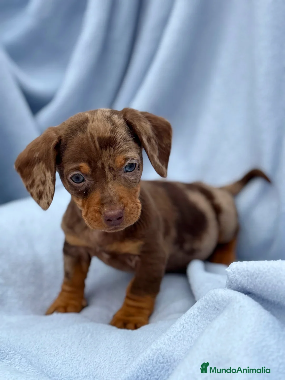 Teckel Miniatura perros en venta: Teckel mini arlequín chocolate disponible  - Anuncio 4