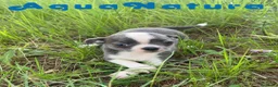 Chihuahua perros en venta: Chihuahua Hembra de Pam y Choco 4142 AQUANATURA - Anuncio 3