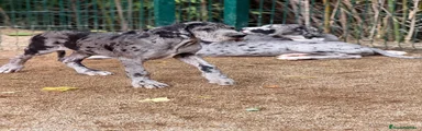Dogo Alemán 1