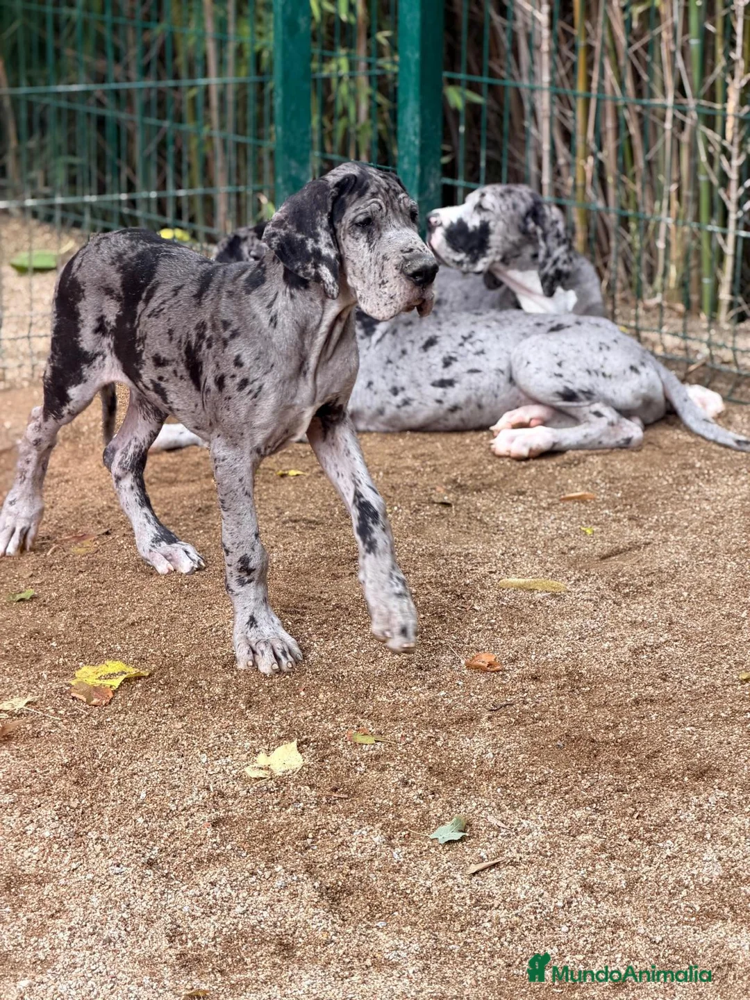Dogo Alemán perros en venta: DOGO ALEMÁN MERLÉ Y NEGRO - Anuncio 2