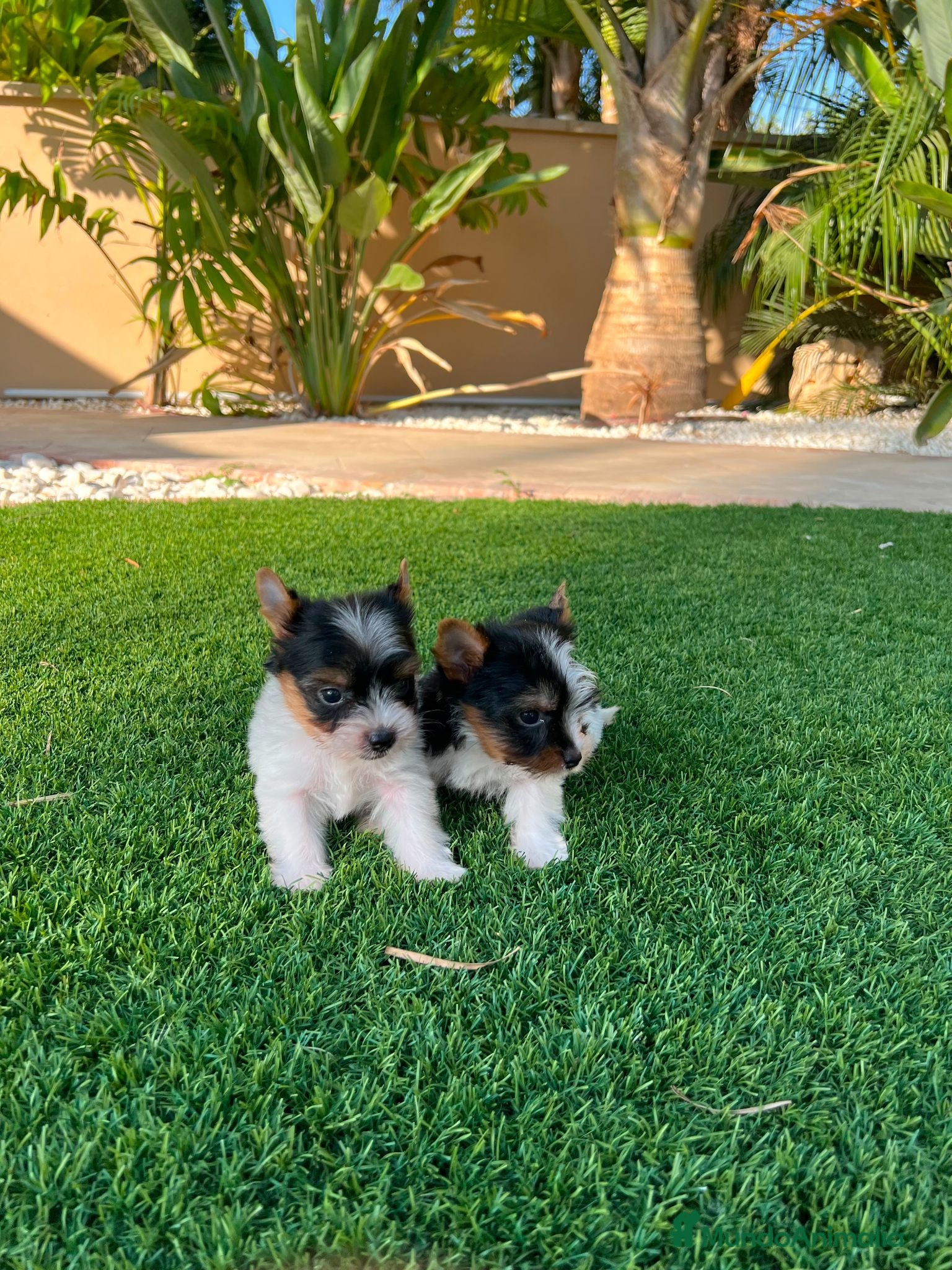Biewer Yorkshire Terrier a la Pom Pon perros Yorkshire macho  - Anuncio 1