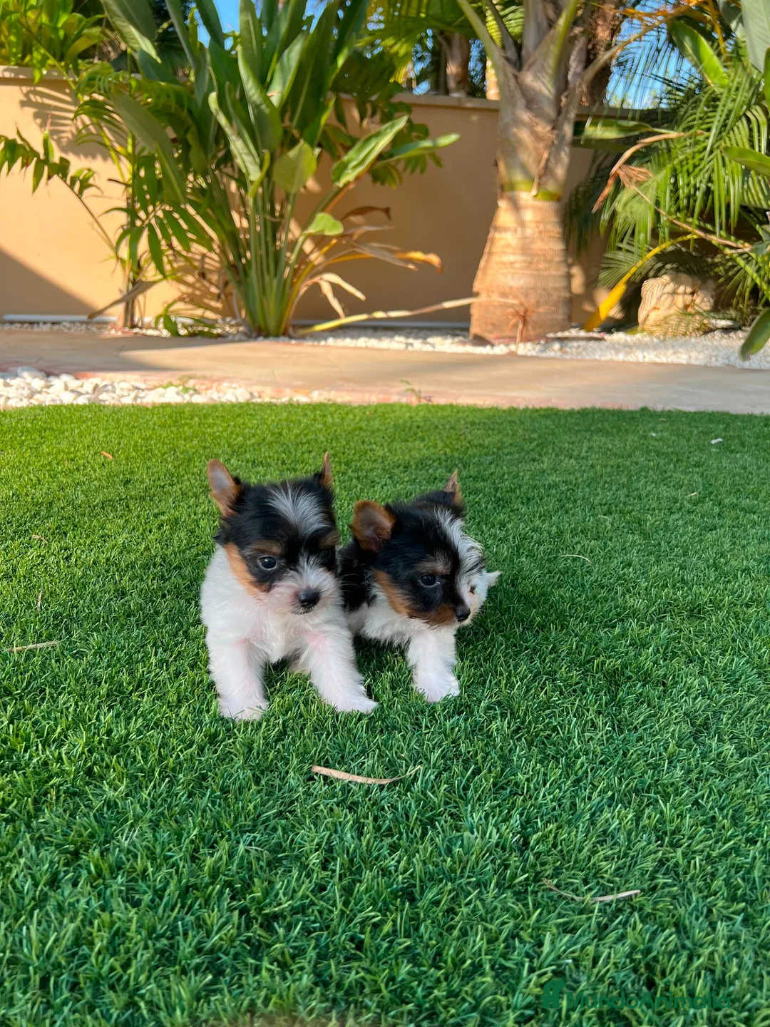 Biewer Yorkshire Terrier a la Pom Pon perros en venta: Yorkshire macho  - Anuncio 1