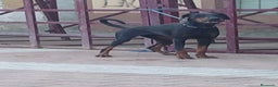 Dobermann perros en venta: Macho espectacular  - Anuncio 2