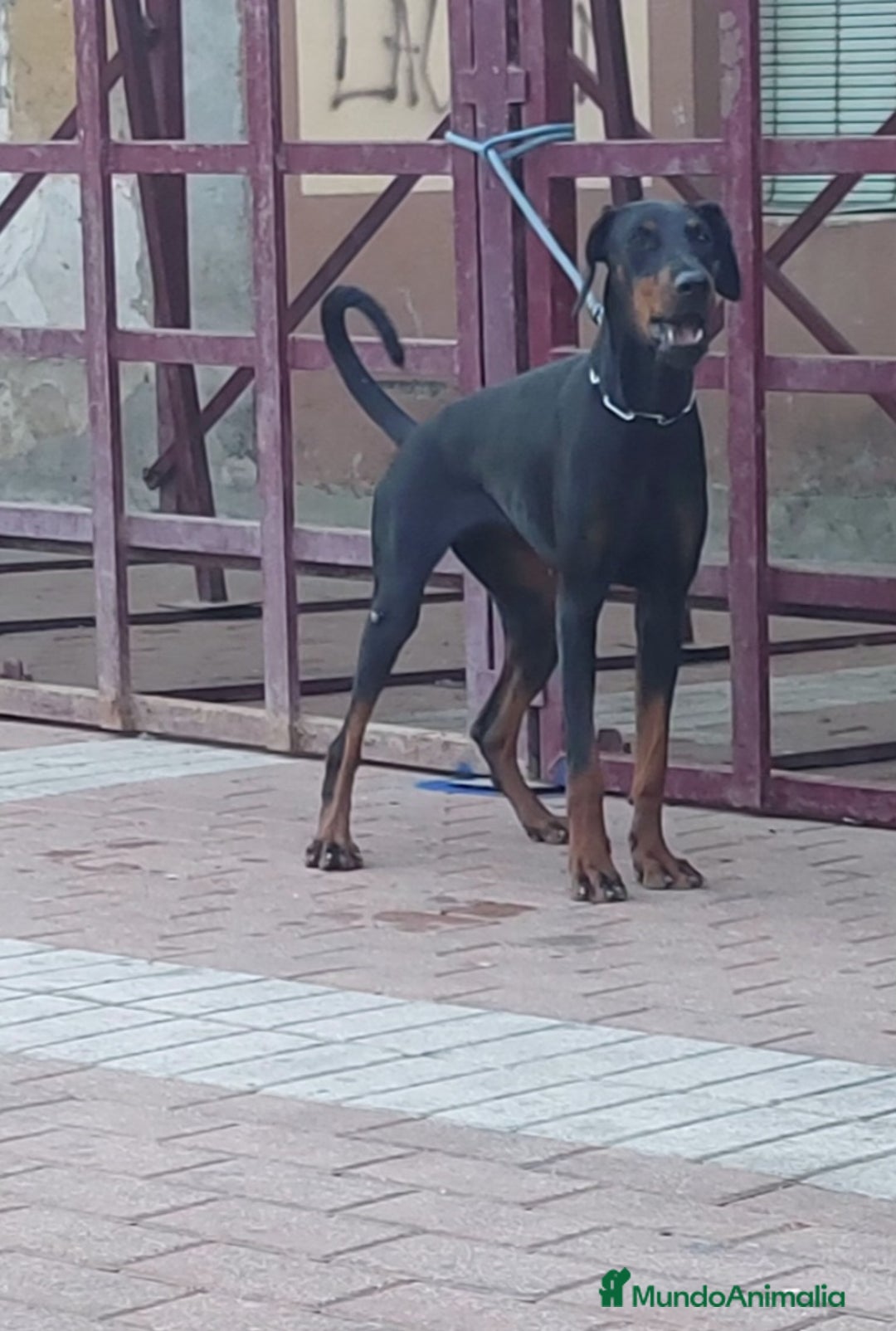 Dobermann perros en venta: Macho espectacular  - Anuncio 2