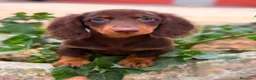 Teckel Miniatura perros en venta: TECKEL PELO LARGO CHOCOLATE  - Anuncio 2