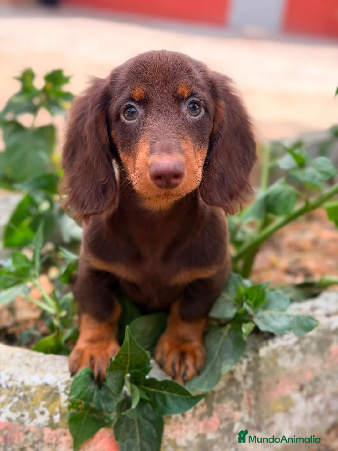 Teckel Miniatura perros en venta: TECKEL PELO LARGO CHOCOLATE  - Anuncio 2