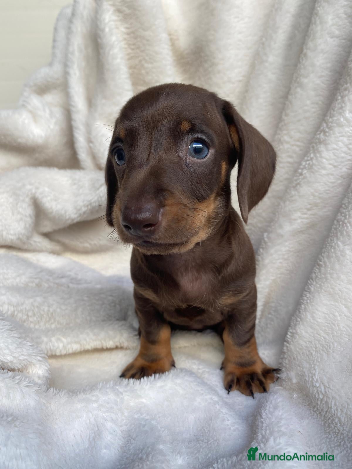 Teckel Miniatura perros TECKEL  - Anuncio 2