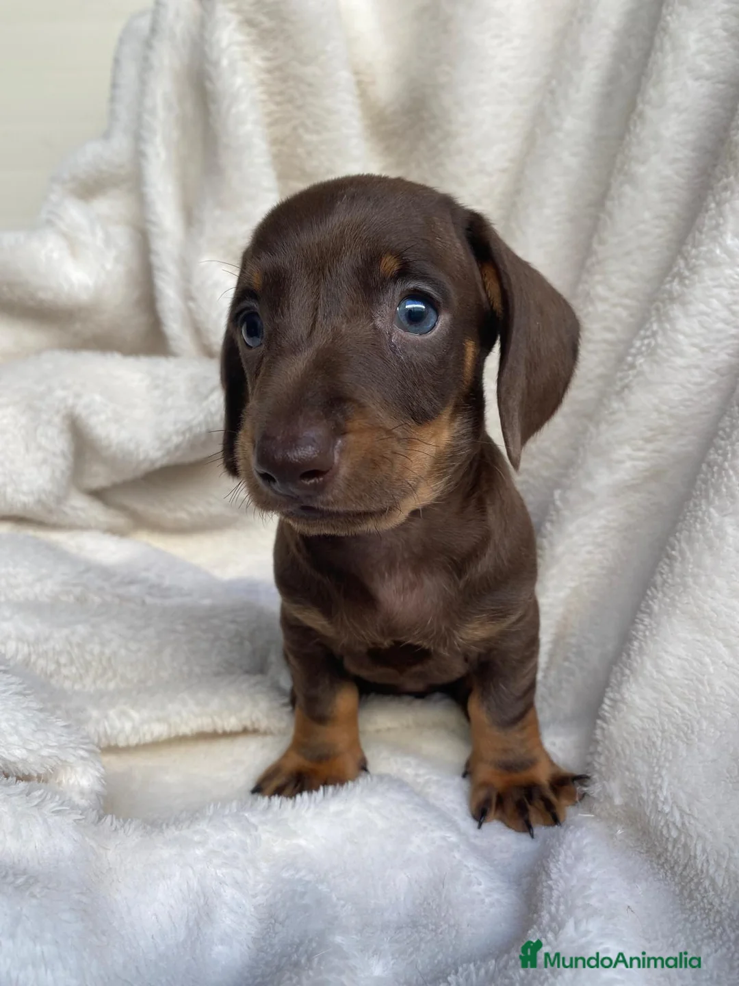 Teckel Miniatura perros en venta: TECKEL  - Anuncio 2