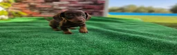 Teckel Miniatura perros en venta: TECKEL MINIATURA & KANNINCHEN - Anuncio 4