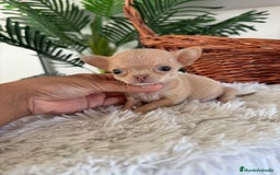 Chihuahua perros en venta: CHIHUAHUA HEMBRA - Anuncio 3