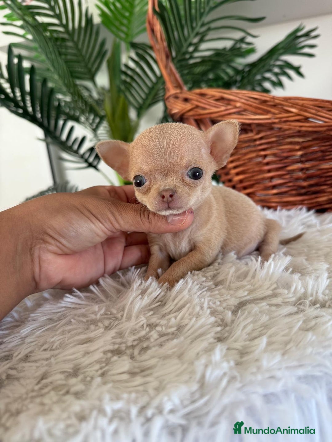 Chihuahua perros en venta: CHIHUAHUA HEMBRA - Anuncio 3