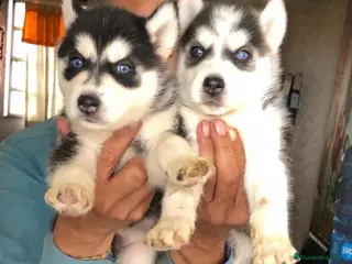 Husky Siberiano perros Siberian husky en adopción responsable - Anuncio 2