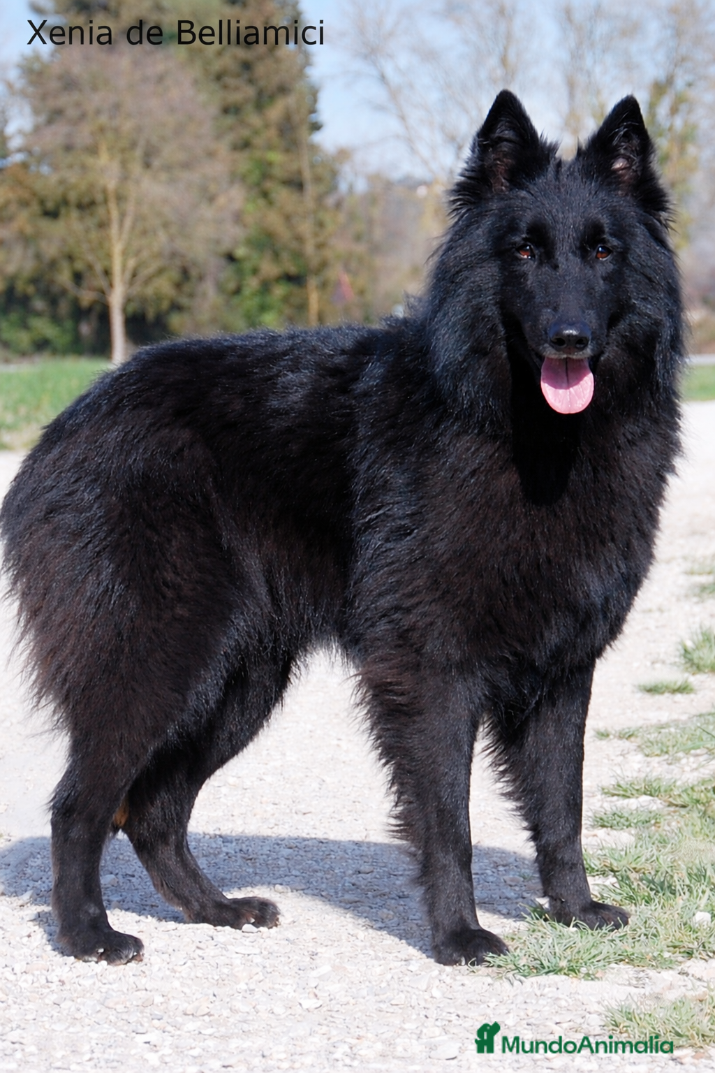 Pastor Belga Groenendael perros Pastor belga groenendael camada de alta selecccion - Anuncio 2