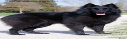 Pastor Belga Groenendael perros en venta: Pastor belga groenendael camada de alta selecccion - Anuncio 2
