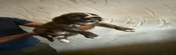 Mastín Español perros en venta: Mastín español - Anuncio 5