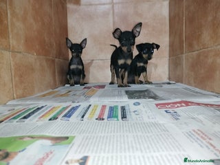 Pinscher Miniatura perros en Badajoz - Anuncio 31