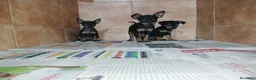 Pinscher Miniatura perros en venta: Pinscher miniatura en Badajoz - Anuncio 1