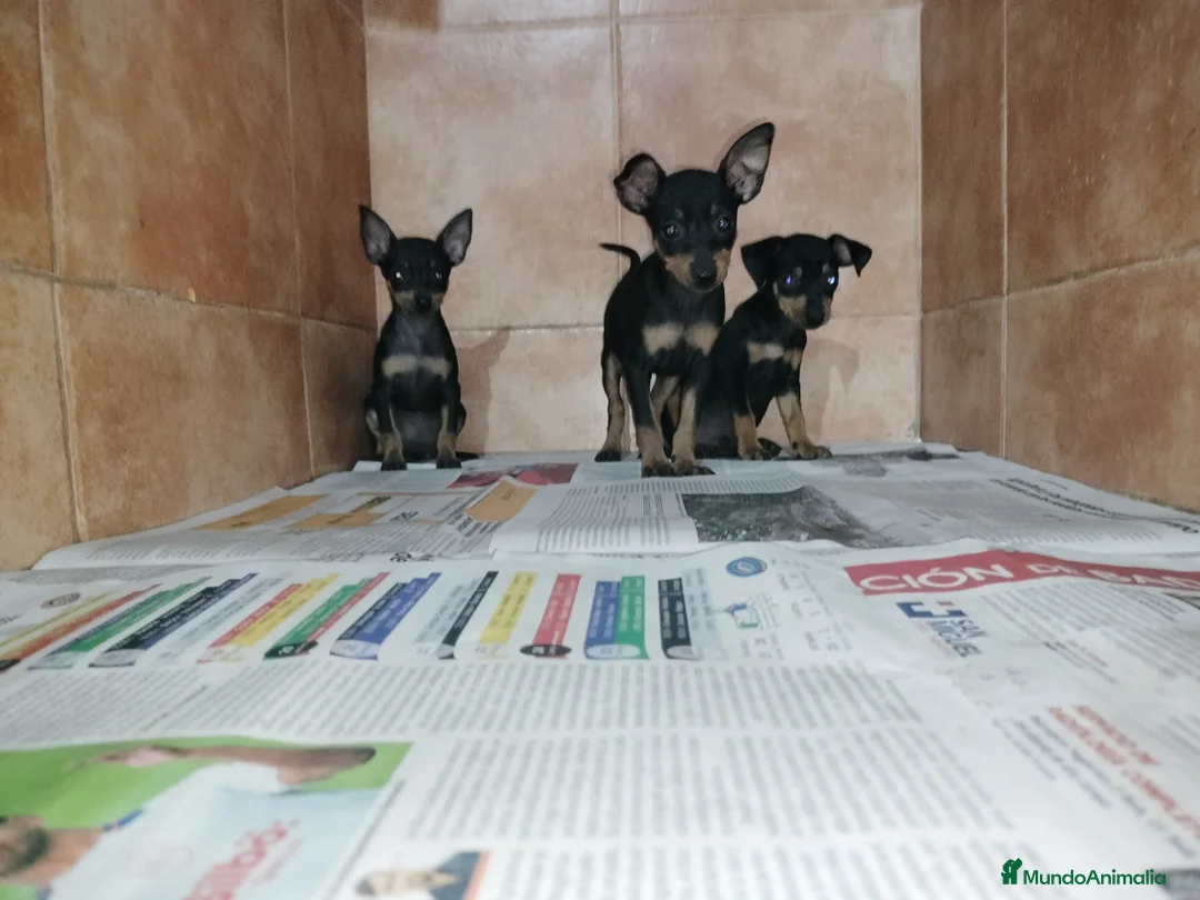 Pinscher Miniatura perros en venta: Pinscher miniatura en Badajoz - Anuncio 1