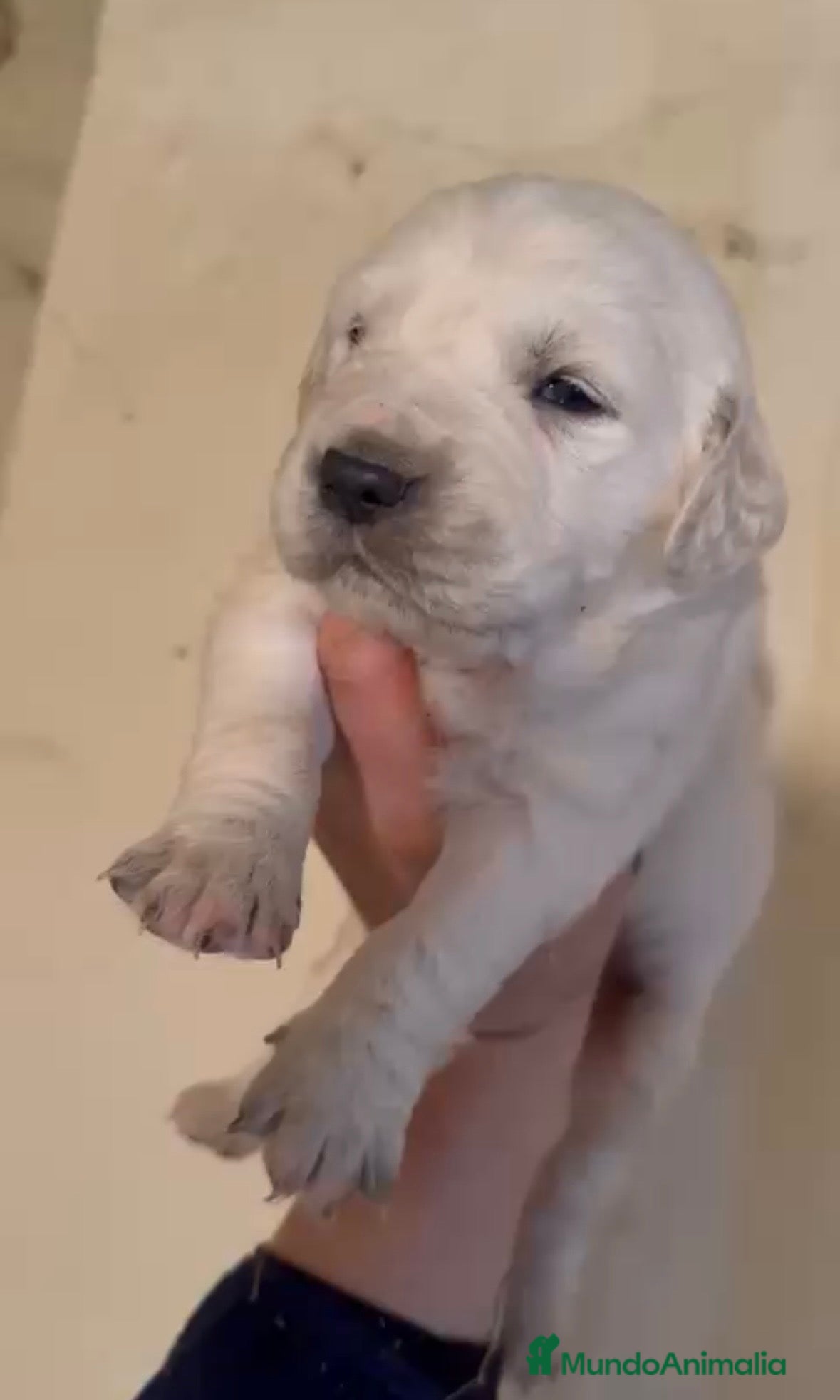 Golden Retriever perros Golden retriever macho - Anuncio 2