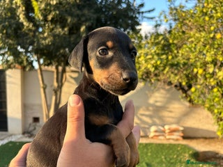 Dobermann perros - Anuncio 5