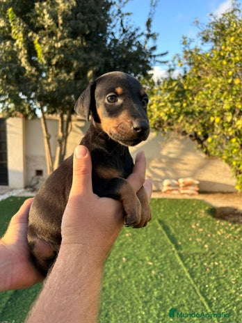 Dobermann perros - Anuncio 2