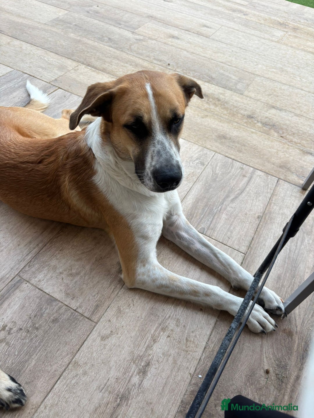 Terrier Alemán de Caza perros en adopcion: Adopción  - Imagen 2