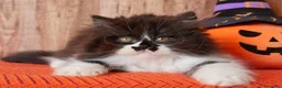 Británico de Pelo Largo gatos en venta: Winifred, preciosa hembra British Longhair🖤🤍 - Anuncio 3