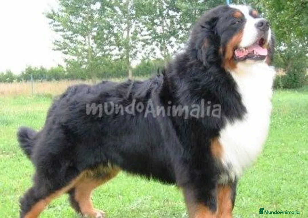 Imagen de galería {{count}}