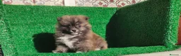 Pomerania perros en venta: Pomerania  - Anuncio 22