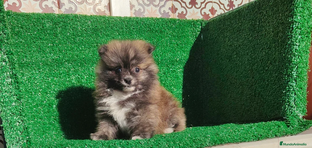 Pomerania perros en venta: Pomerania  - Anuncio 22