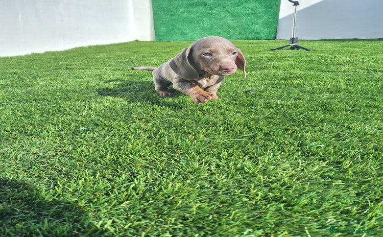 Teckel Miniatura perros - Anuncio 5