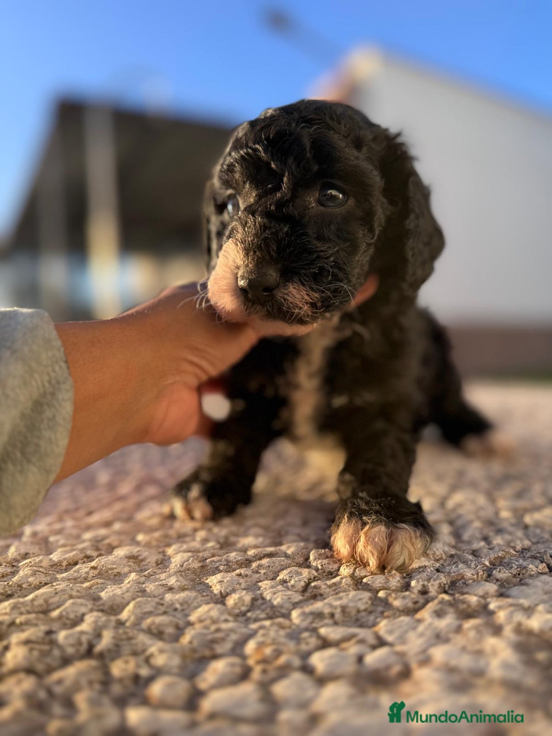 Perro de Agua Español perros en venta: PERRO DE AGUA HEMBRA RABONA - Anuncio 8