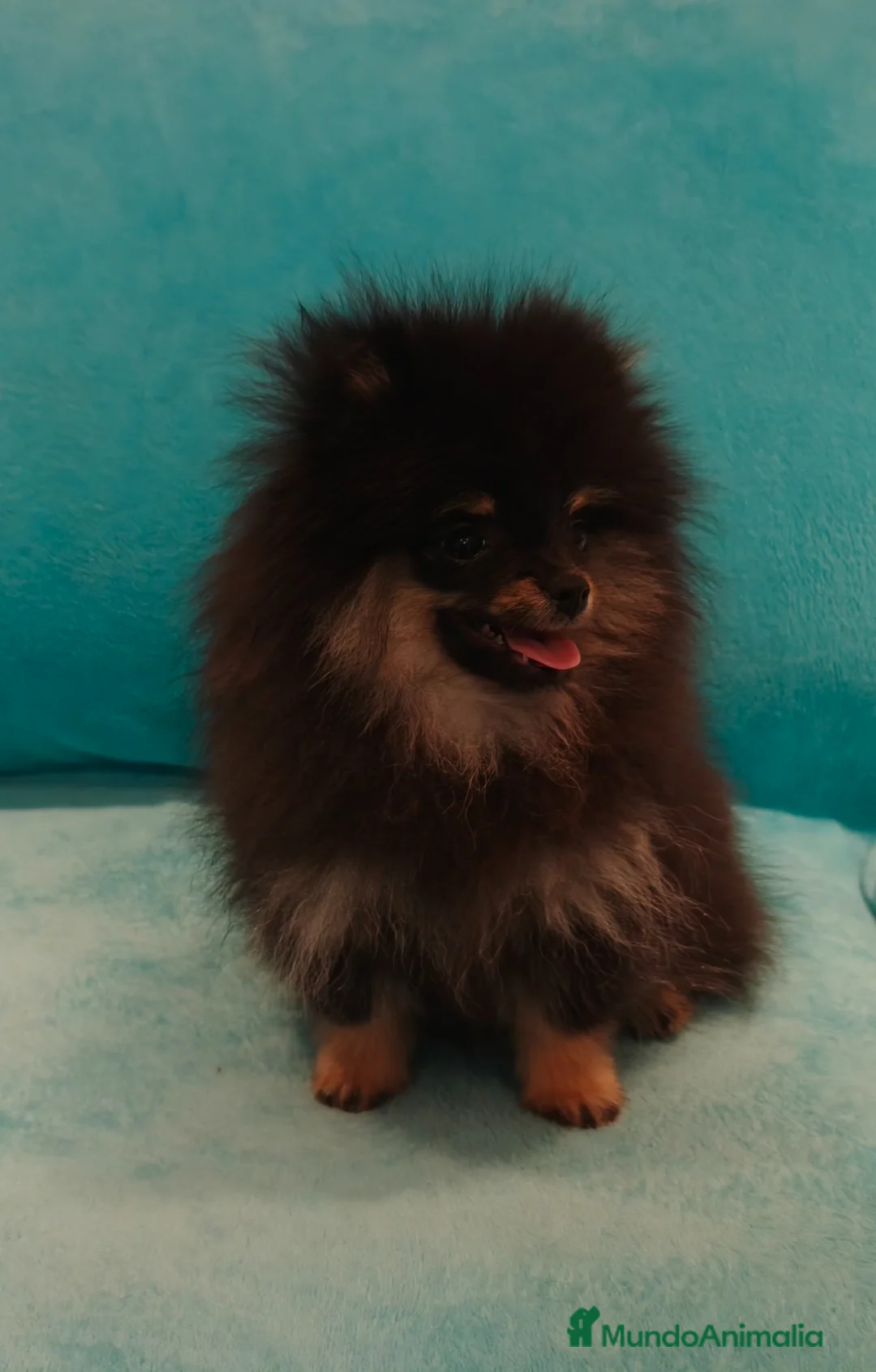 Pomerania perros en venta: Pomerania toy - Anuncio 12