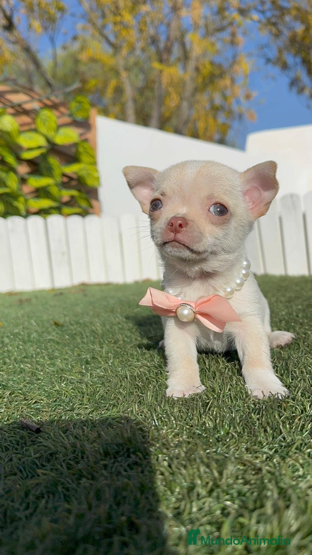 Chihuahua perros en venta: CHIHUAHUA HEMBRA - Anuncio 19