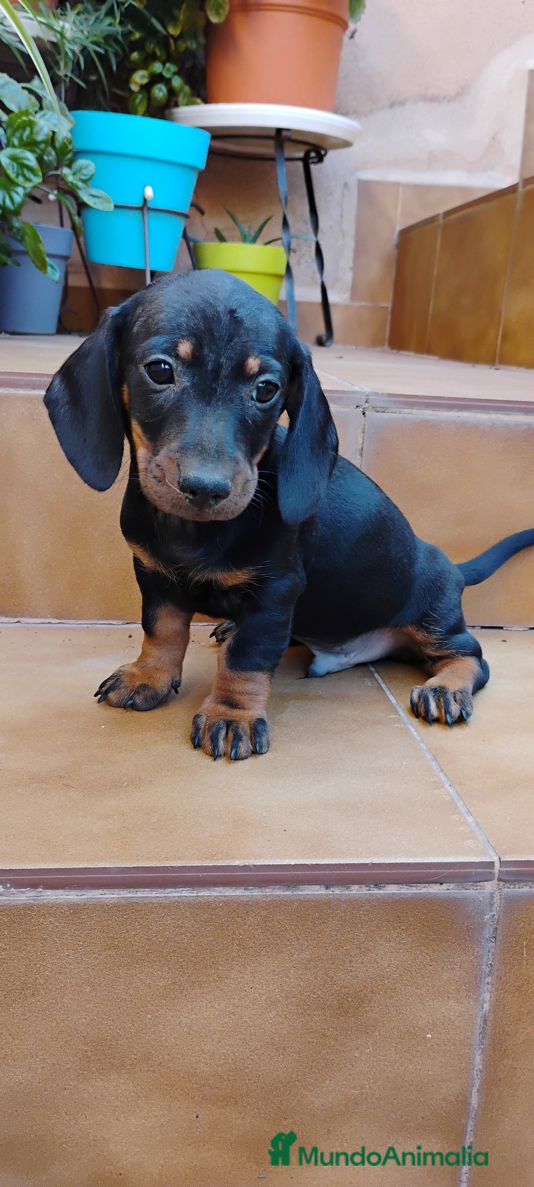 Teckel perros en venta: Machito teckel miniatura N.F - Imagen 1
