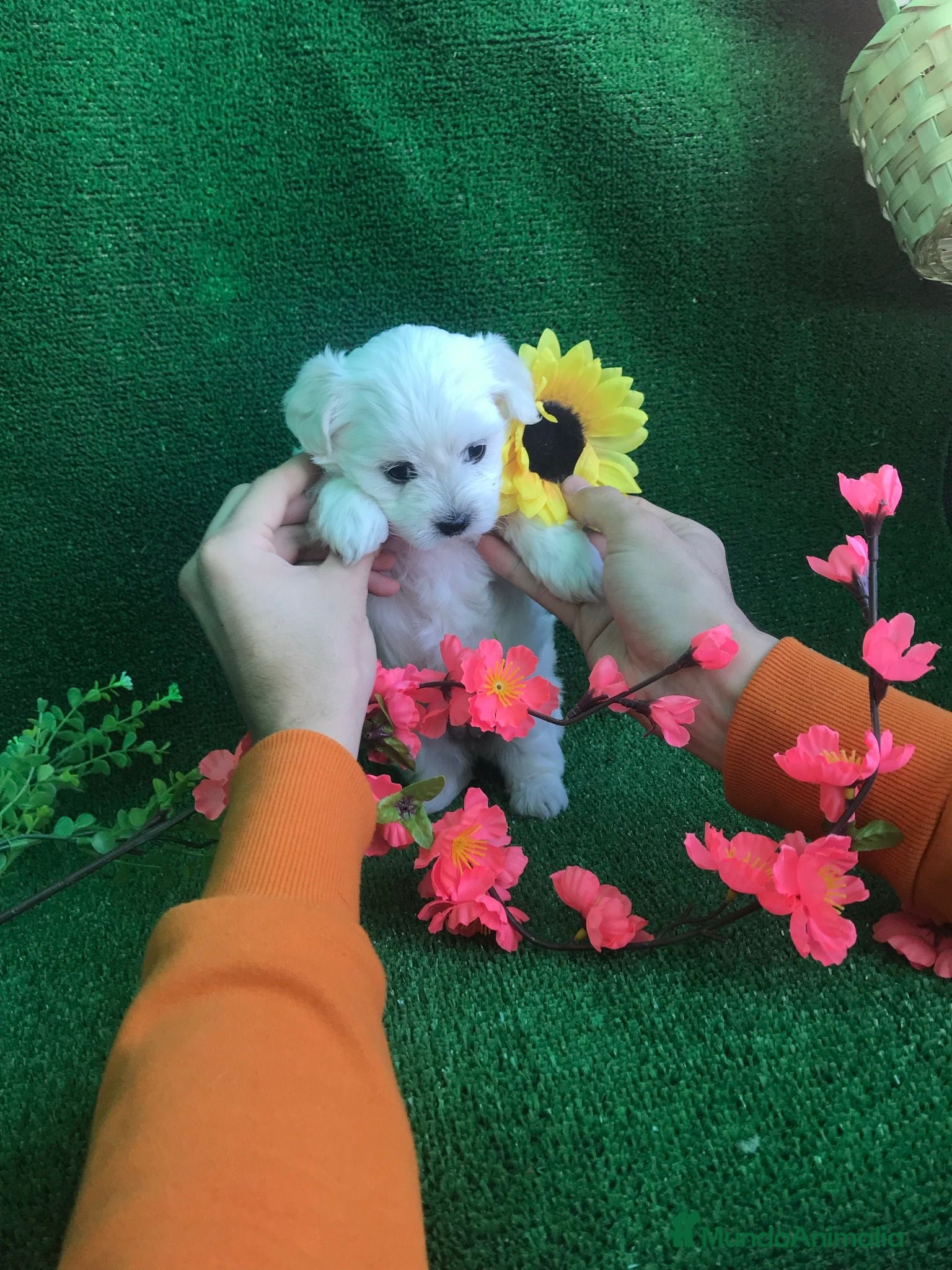 Bichón Maltés perros BICHON MALTÉS /// CACHORROS DISPONIBLES  - Anuncio 4