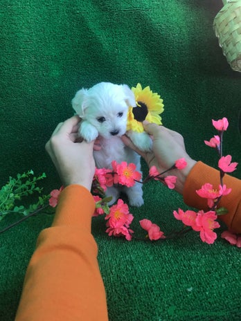 Bichón Maltés perros - Anuncio 1
