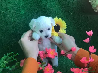 Bichón Maltés perros BICHON MALTÉS /// CACHORROS DISPONIBLES - Anuncio 2