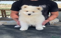 Samoyedo perros en venta: Cachorros de samoyedo - Anuncio 2