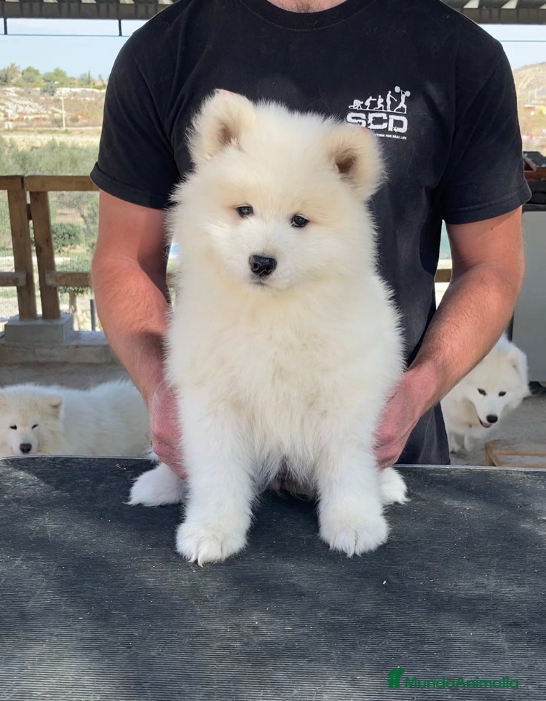 Samoyedo perros en venta: Cachorros de samoyedo - Anuncio 2