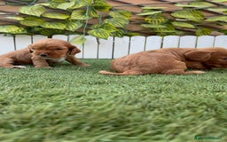 Cocker Spaniel Inglés perros en venta: COCKER SPANIEL INGLES MACHO  - Imagen 21