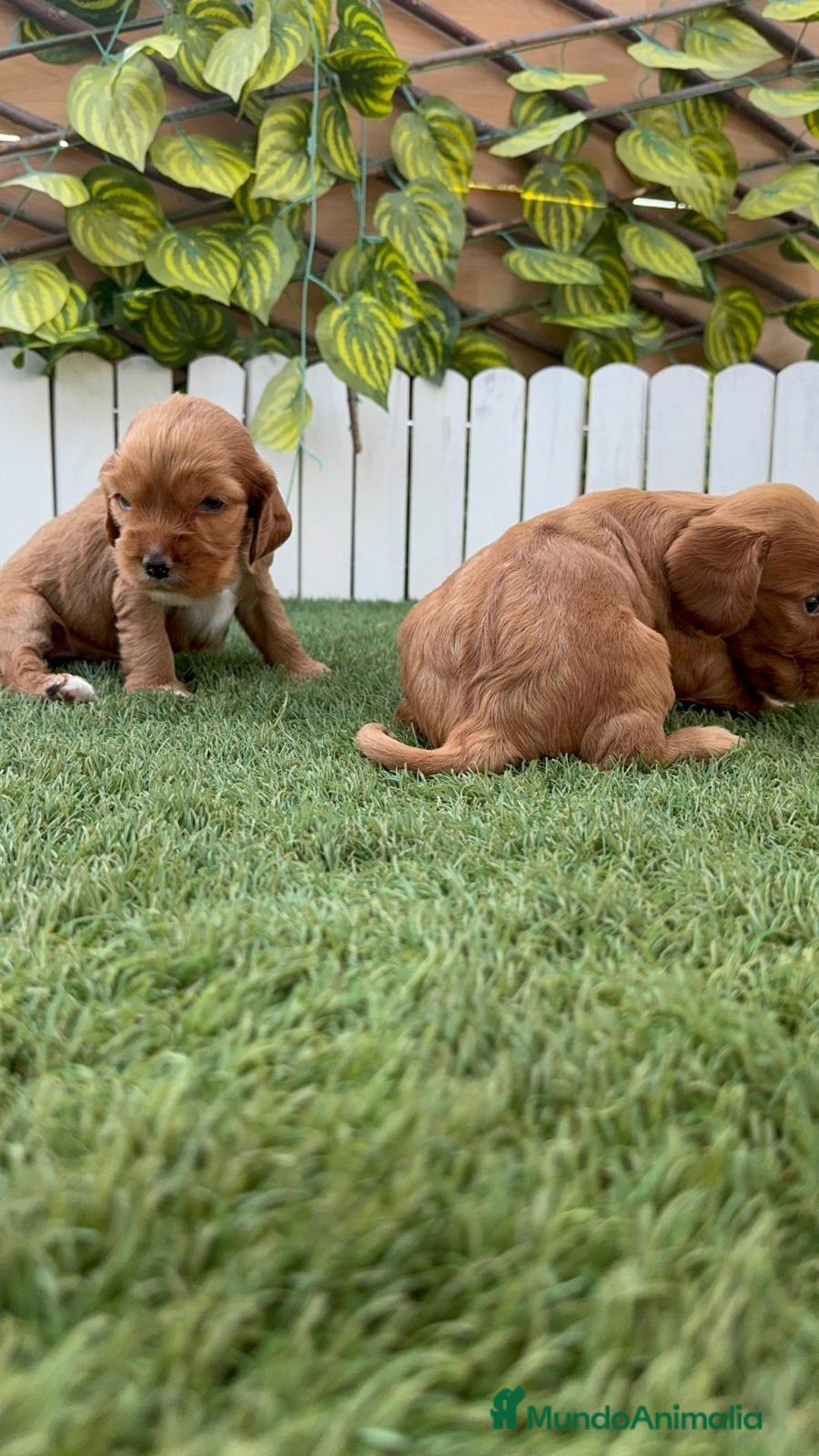 Cocker Spaniel Inglés perros en venta: COCKER SPANIEL INGLES MACHO  - Imagen 21