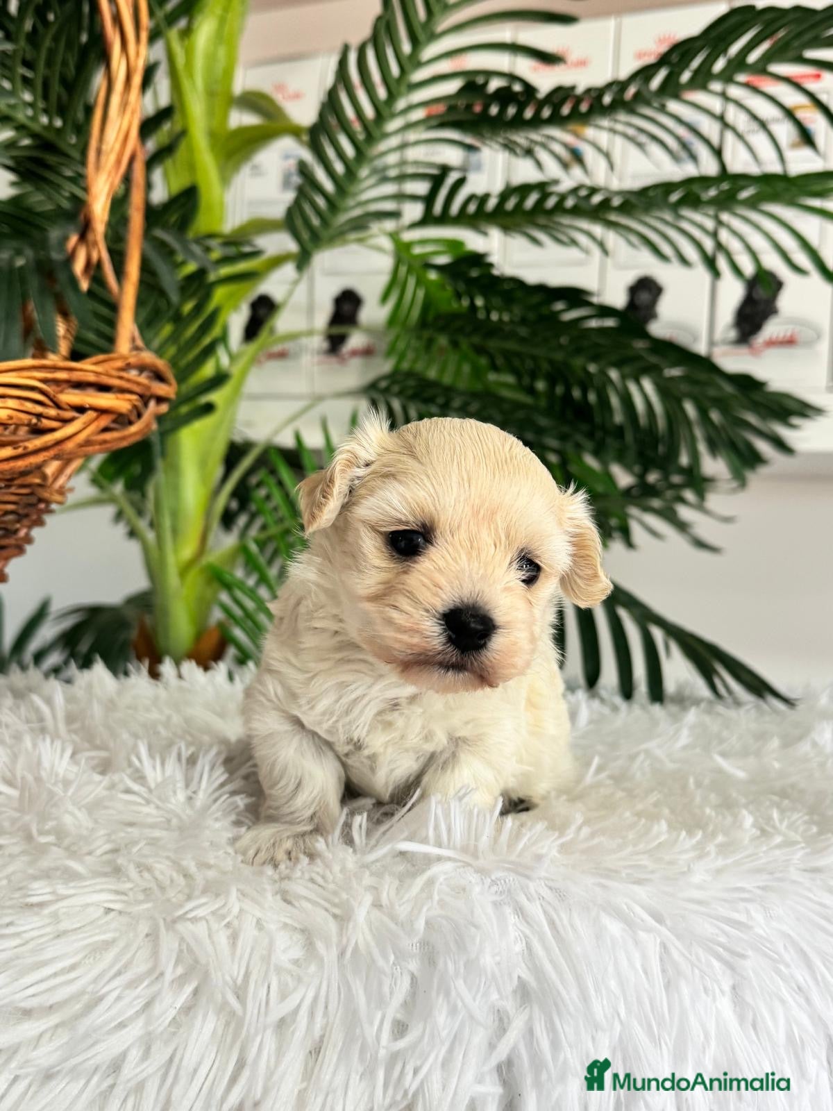 Maltipoo perros en venta: MALTIPOO HEMBRA - Anuncio 5