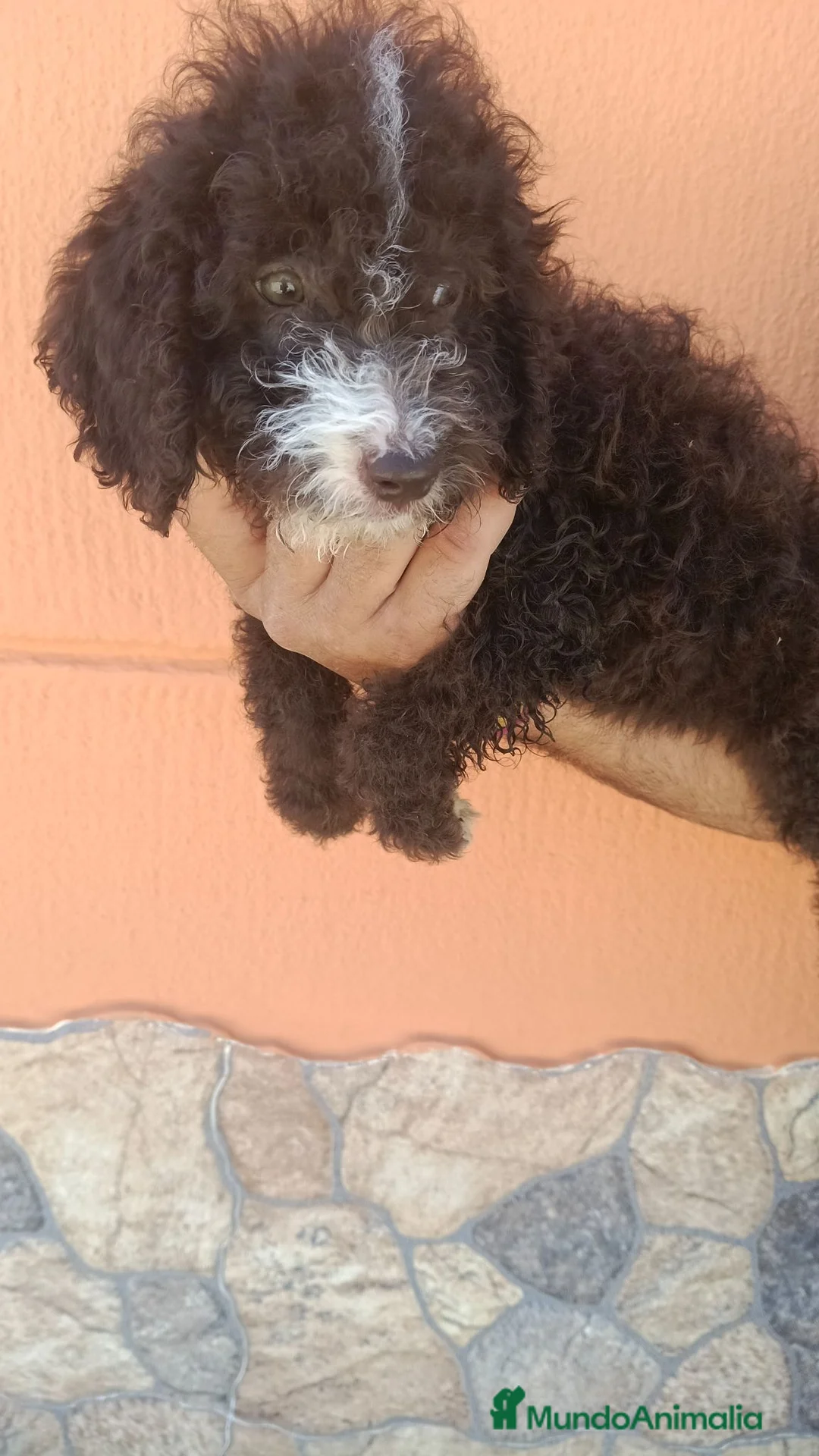 Perro de Agua Español perros en venta: Disponible perro de agua  en Barcelona - Anuncio 2