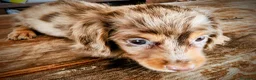 Teckel perros en venta: Teckel pelo largo kanichen precio real - Anuncio 4