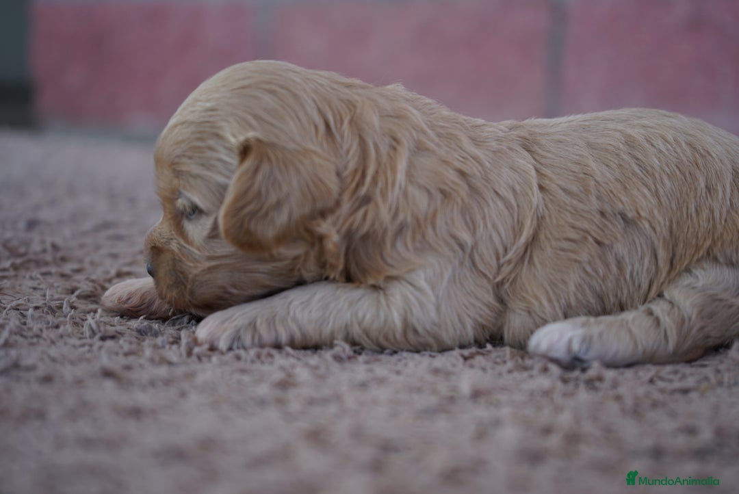 Maltipoo perros en venta: ✨ Tres pequeñas Maltipoo · 🐶 20 días de vida - Imagen 3
