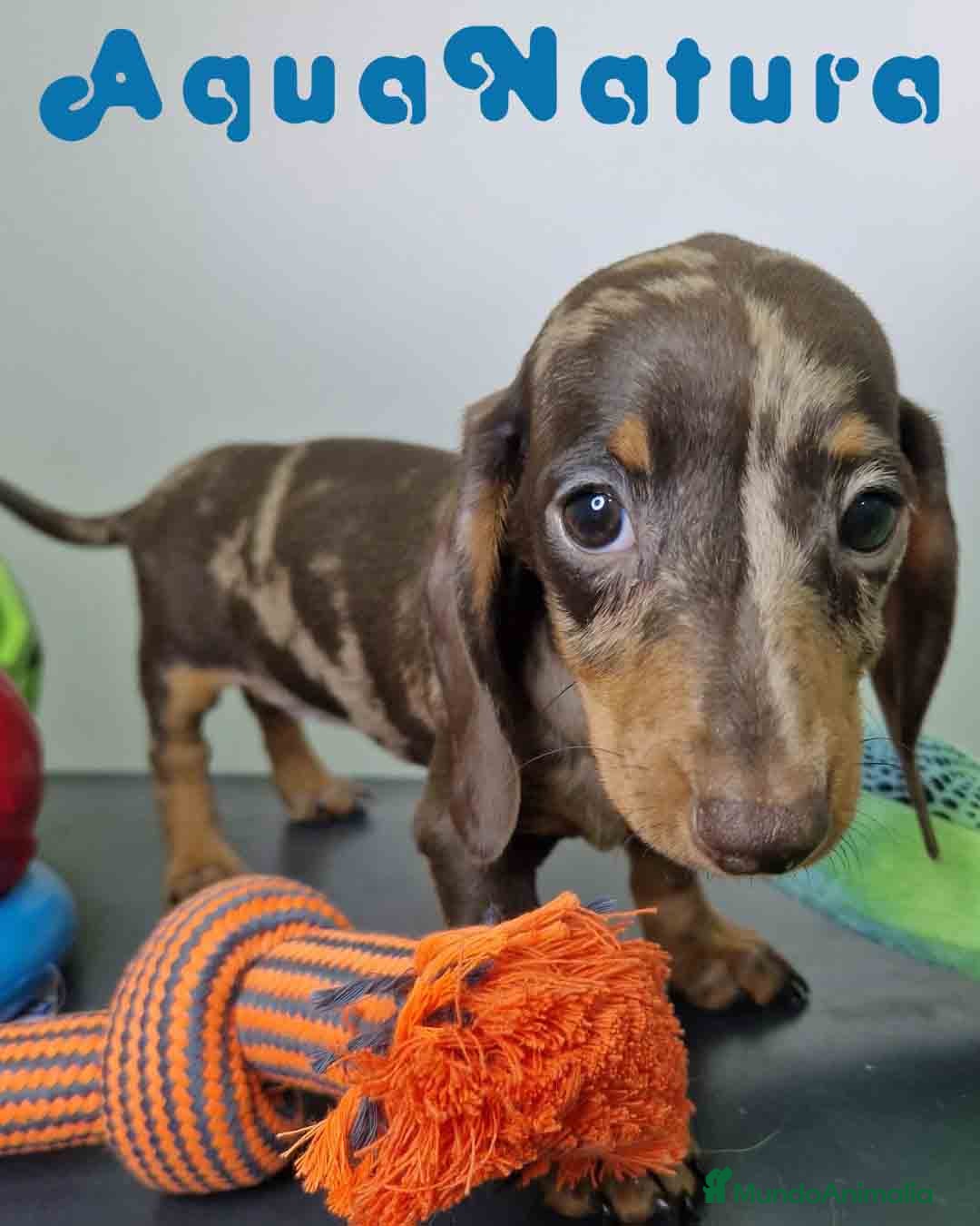 Teckel Miniatura perros en venta: Teckel Hembra 5805 AQUANATURA - Imagen 7